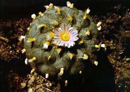 Photo of the Peyote Cactus
